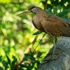 Bukac stredoamericky - Tigrisoma mexicanum - Bare-throated Tiger-heron o5889